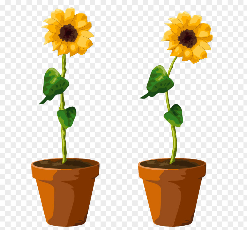 Sunflower Pots Common Flowerpot Illustration PNG