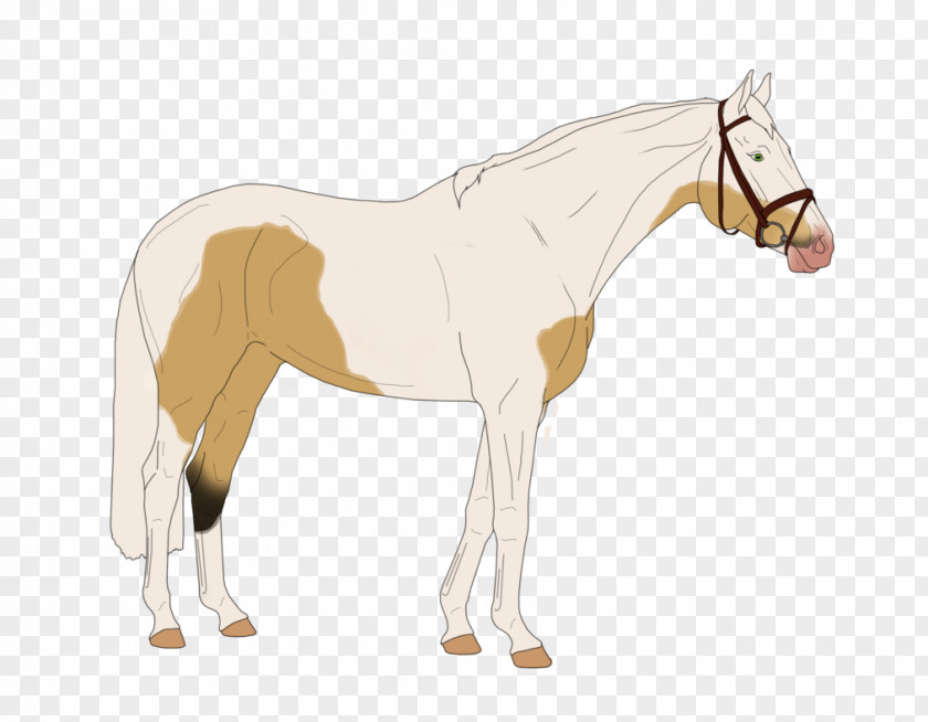Alicemare Badge Foal Mustang Mare Stallion Rein PNG
