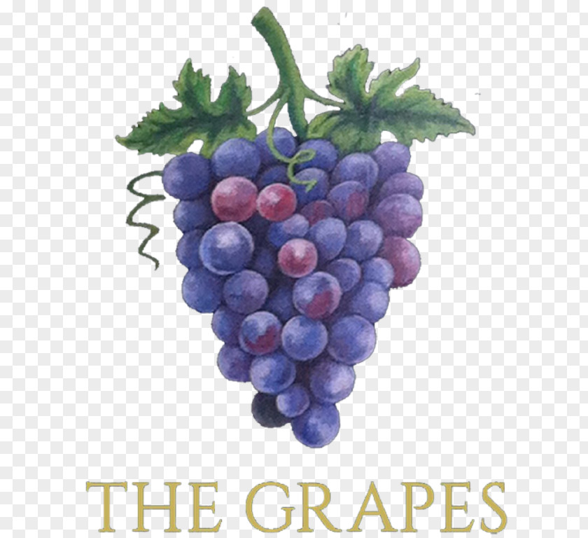 Grape Muscadine Wine Kyoho Sultana PNG