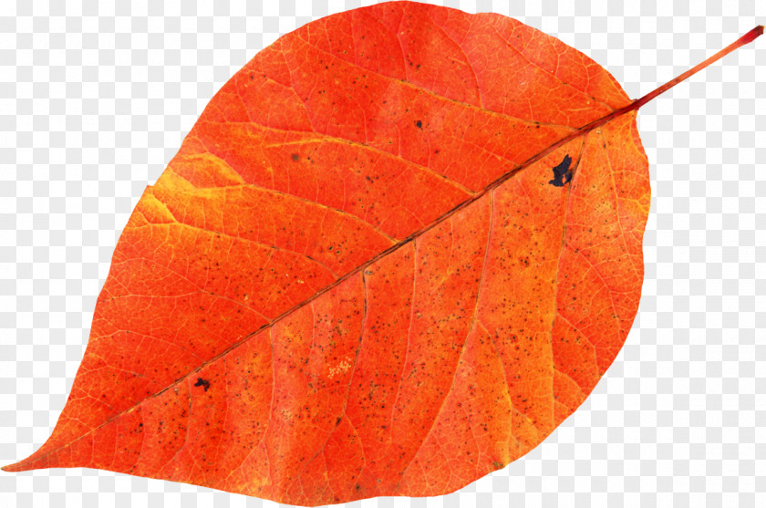 Leaf Autumn Color Stock Photography Image PNG