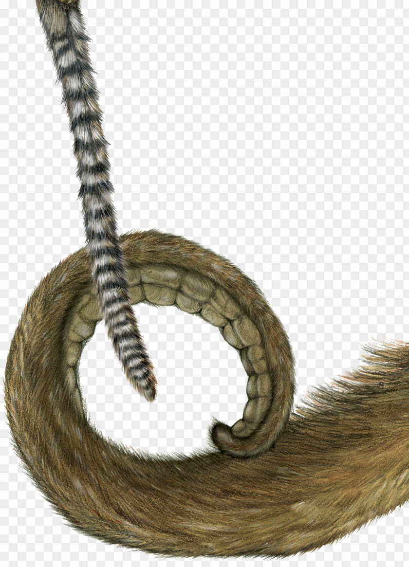 The Monkey's Little Tail Monkey Animal PNG