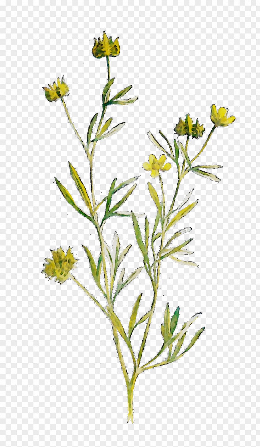 Twig Plant Stem Mustard Flower Subshrub PNG