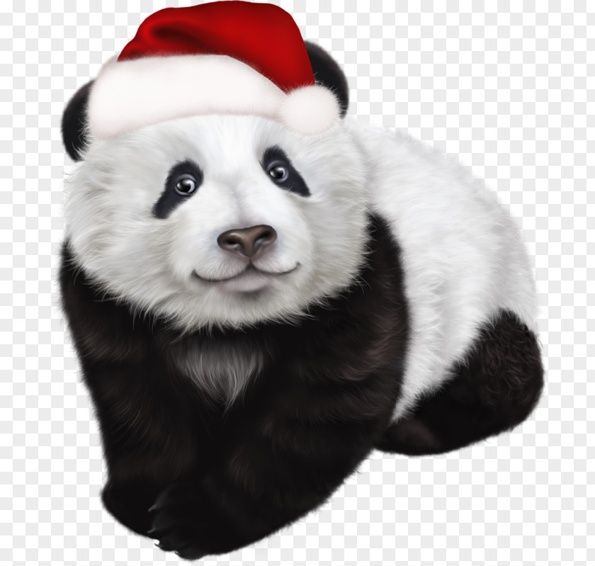 Christmas Giant Panda Red Clip Art PNG