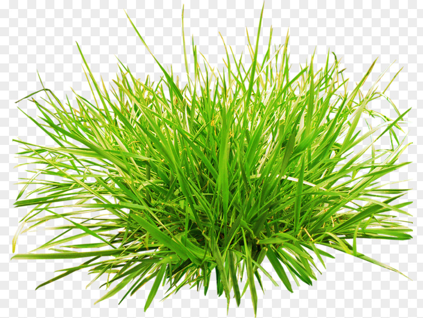 Green Grass Plant Grasses Clip Art PNG