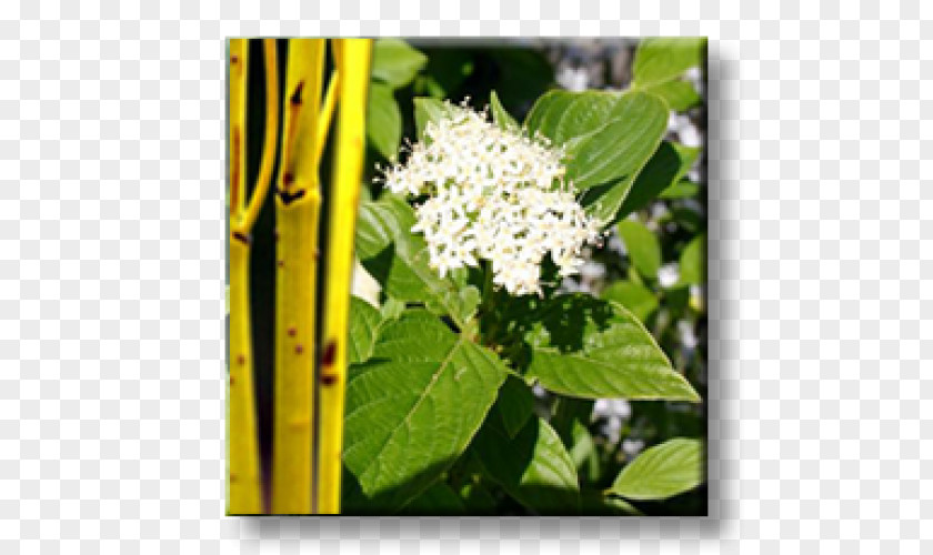 Leaf White Dogwood Red Osier Shrub Viburnum Lentago PNG