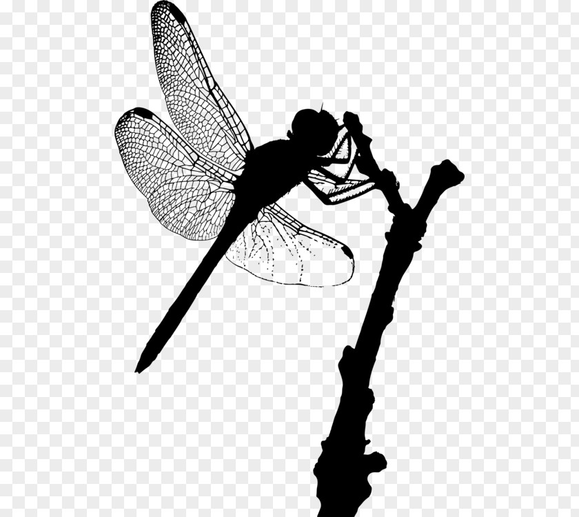 Pest Fly Insect A Dragonfly? Silhouette Damselflies PNG