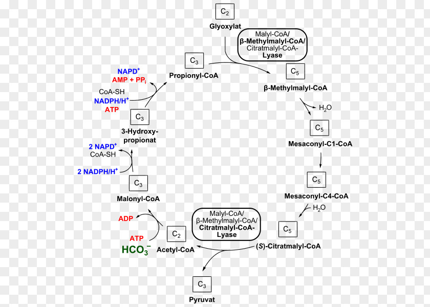 Hydro Methylmalonyl-CoA Propionyl-CoA 3-Hydroxypropionate Bicycle Coenzyme A Succinyl-CoA PNG