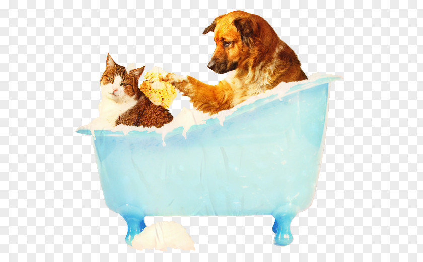 Paw Companion Dog And Cat PNG
