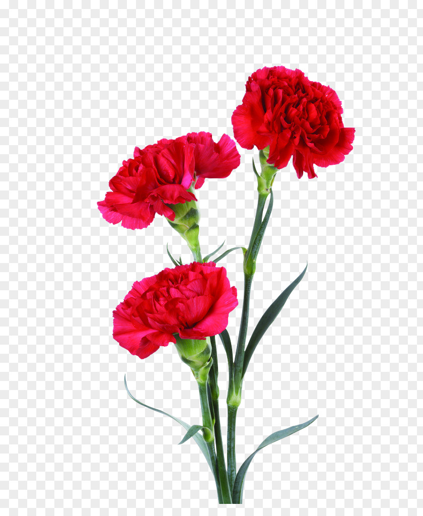 Red Carnation Flower Bouquet Floral Design Clip Art PNG