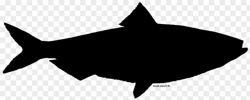Shark Tuna Casserole Clip Art Silhouette PNG