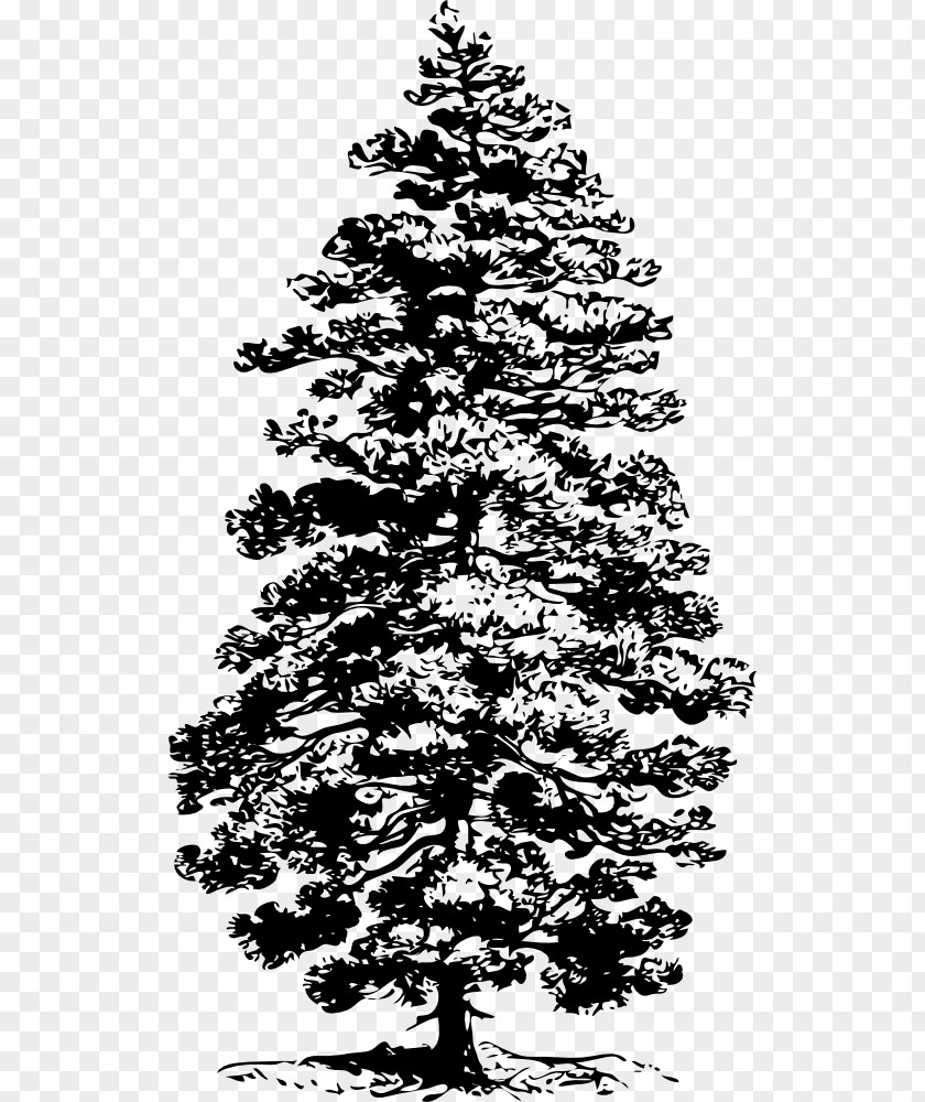 Tree Ponderosa Pine Eastern White Conifers Clip Art PNG