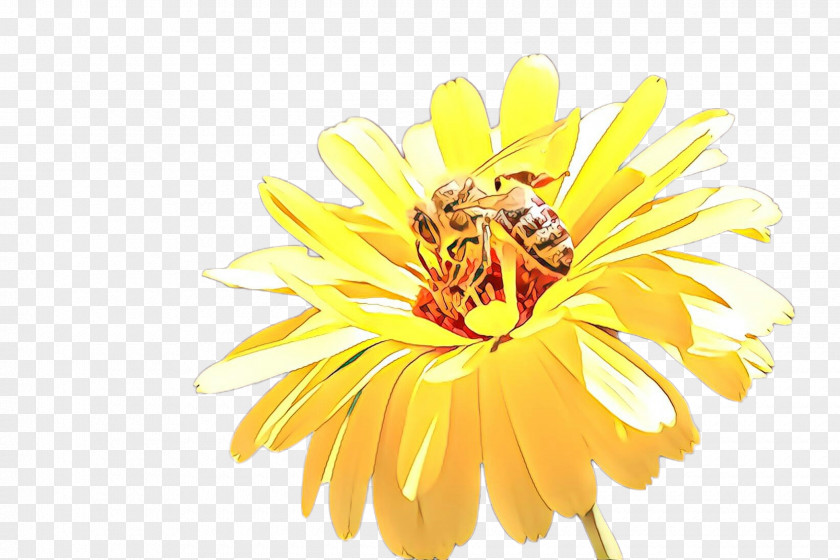 Yellow Flower Petal English Marigold Plant PNG