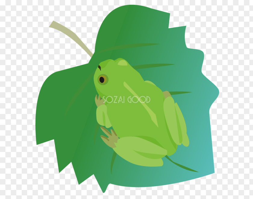 Ai.zip Tree Frog Green PNG