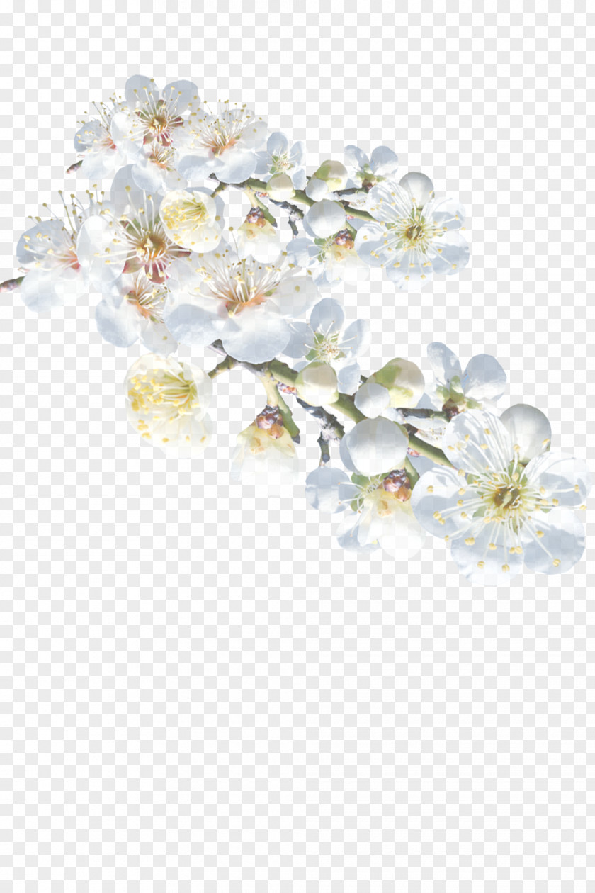 Moth Orchid Hair Accessory White Flower Blossom Plant Petal PNG