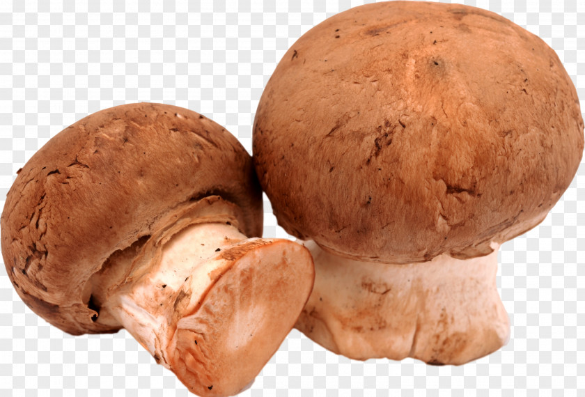 Mushroom Common Photography Royalty-free PNG