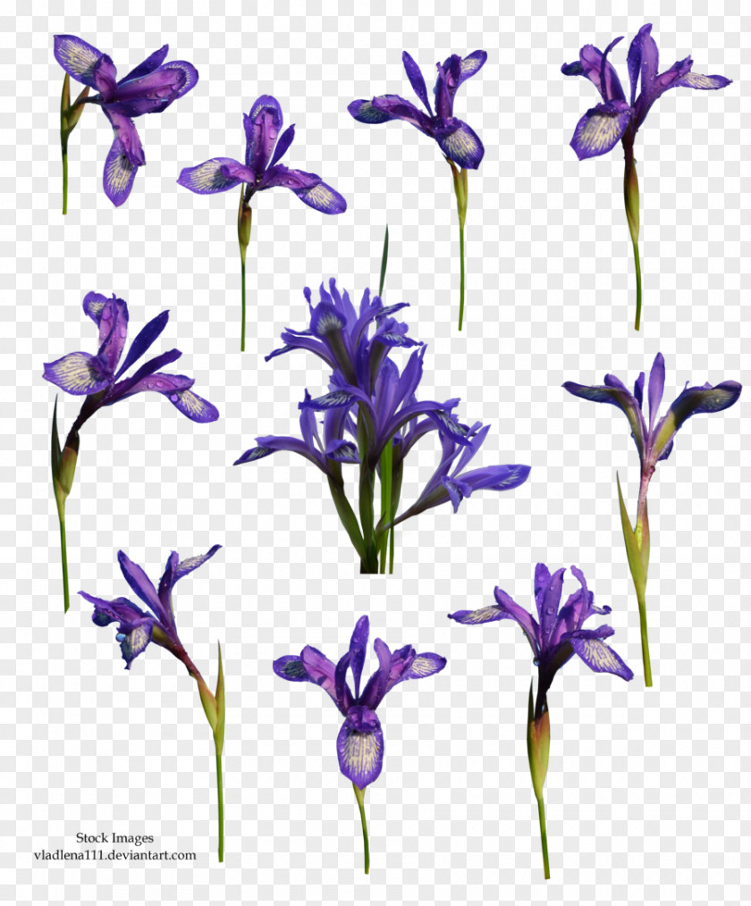Spring Flower Plant Violet DeviantArt PNG