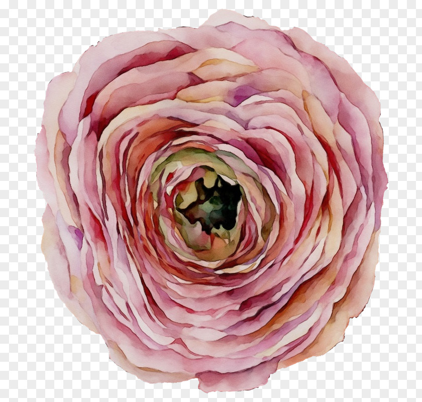 Japanese Camellia Watercolor Pink Flowers PNG