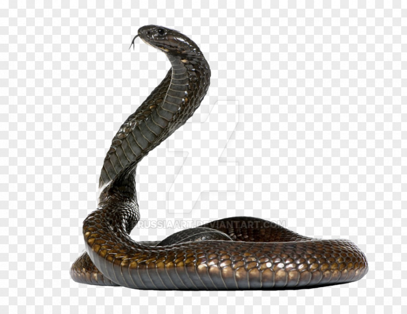 Snake Egyptian Cobra Cape King PNG