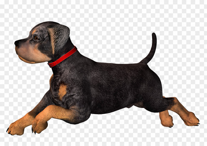 Free High Resolution Clipart Rottweiler Dachshund Puppy Clip Art PNG