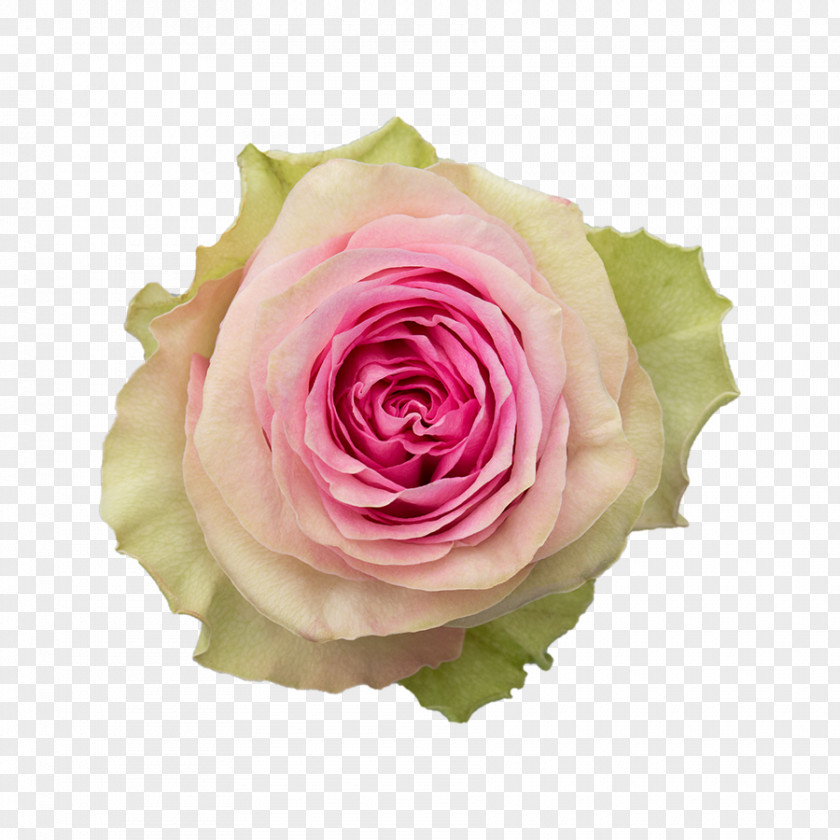 Kissing Suzy Kolber Garden Roses Cabbage Rose Floribunda Cut Flowers Njoro PNG