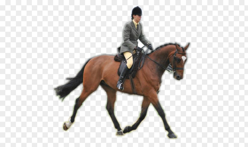 Rider American Quarter Horse Equestrian Bridle Appaloosa Rein PNG