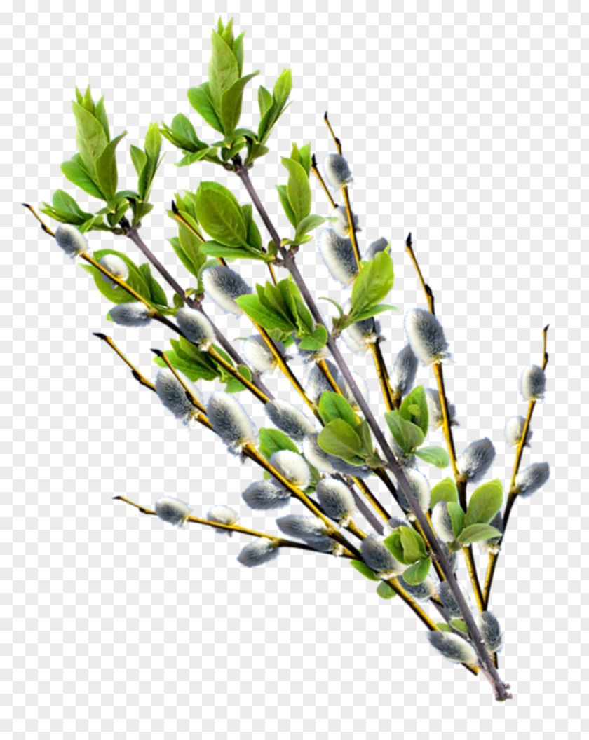 Willow Palm Sunday Digital Image Clip Art PNG