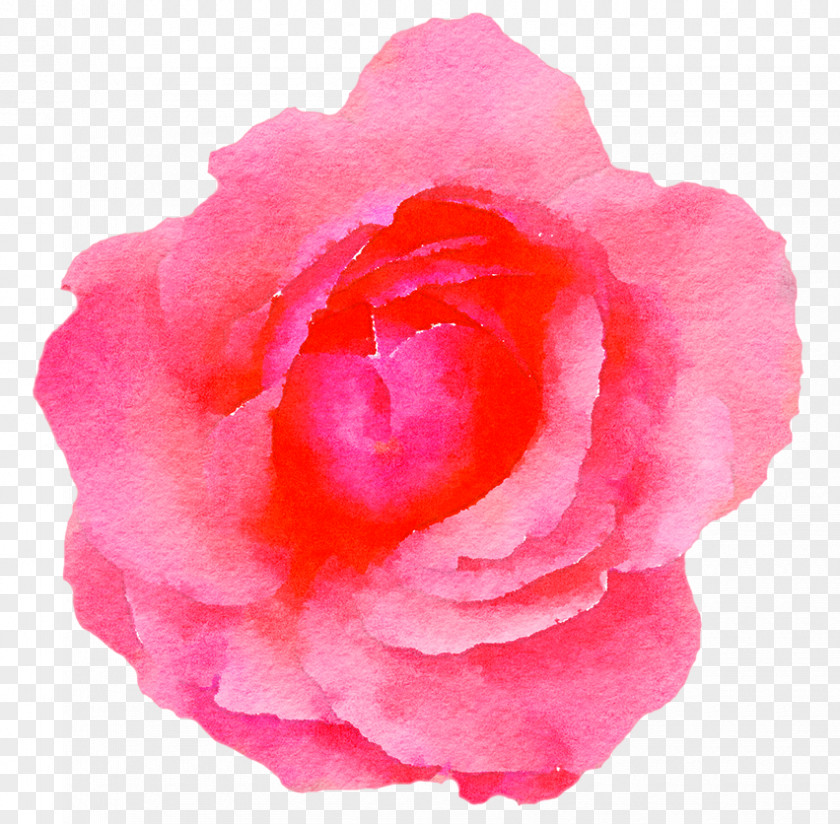 Bell Small Garden Roses Watercolor Painting Pink Flowers Clip Art PNG