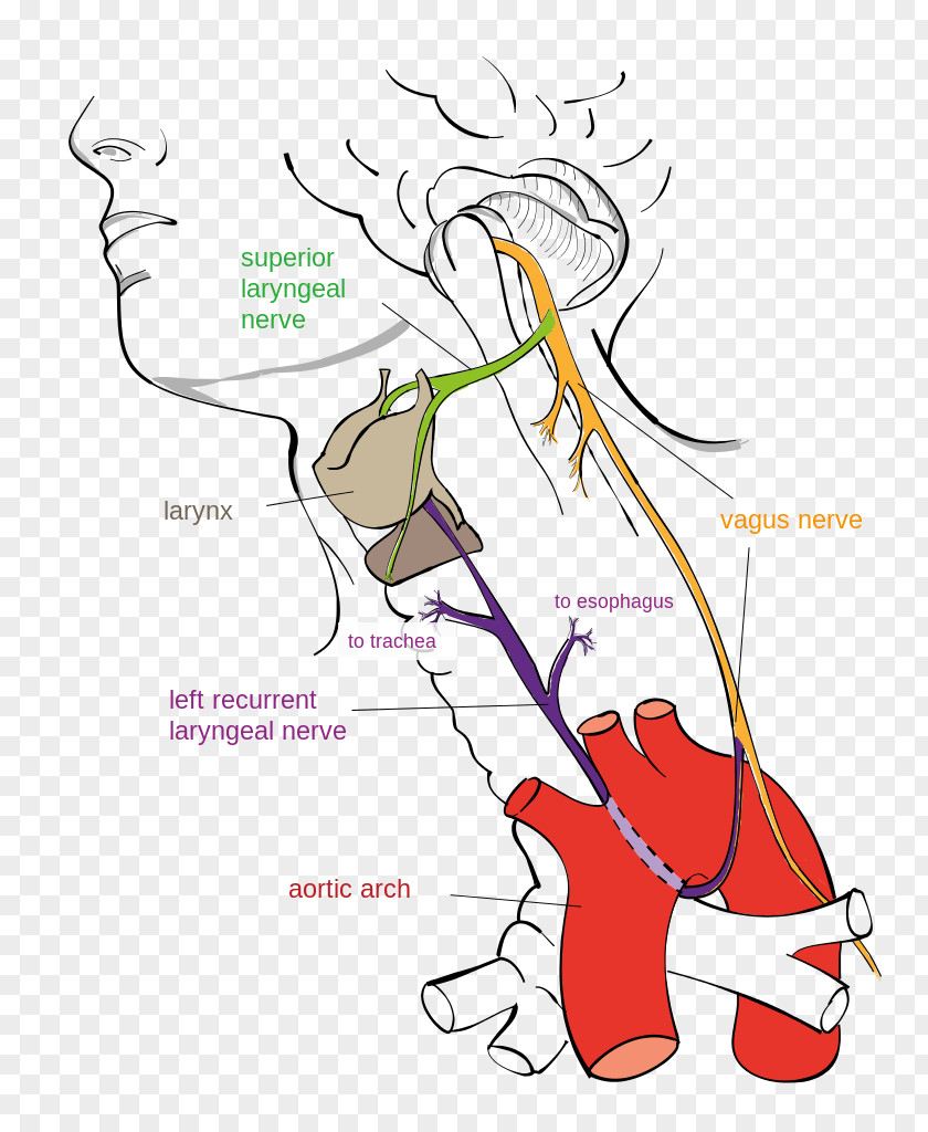 Brain Recurrent Laryngeal Nerve Vagus Stimulation Superior PNG