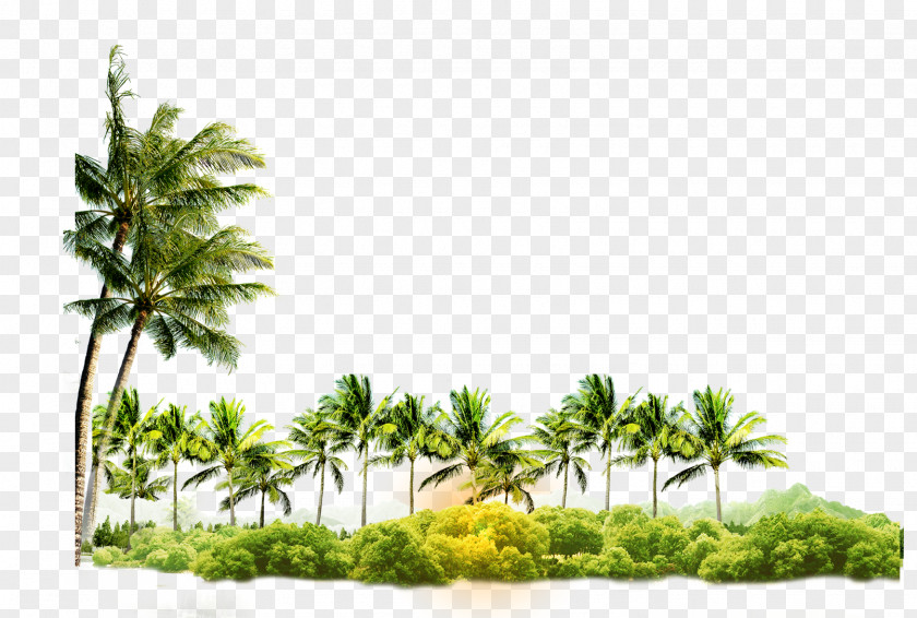 Coconut Tree Arecaceae Icon PNG