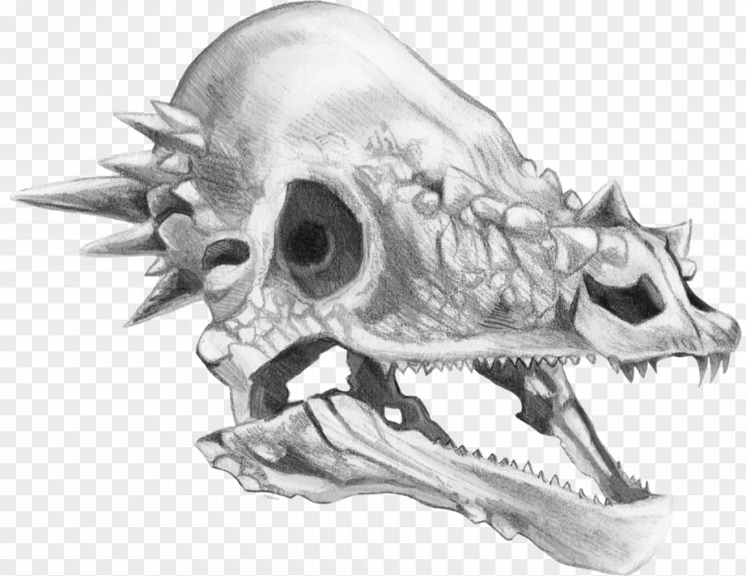 Hellboy Pachycephalosaurus Triceratops Tyrannosaurus Skull Drawing PNG