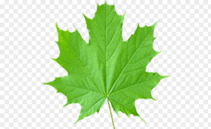 Leaf Maple Sugar Acer Shirasawanum Clip Art PNG