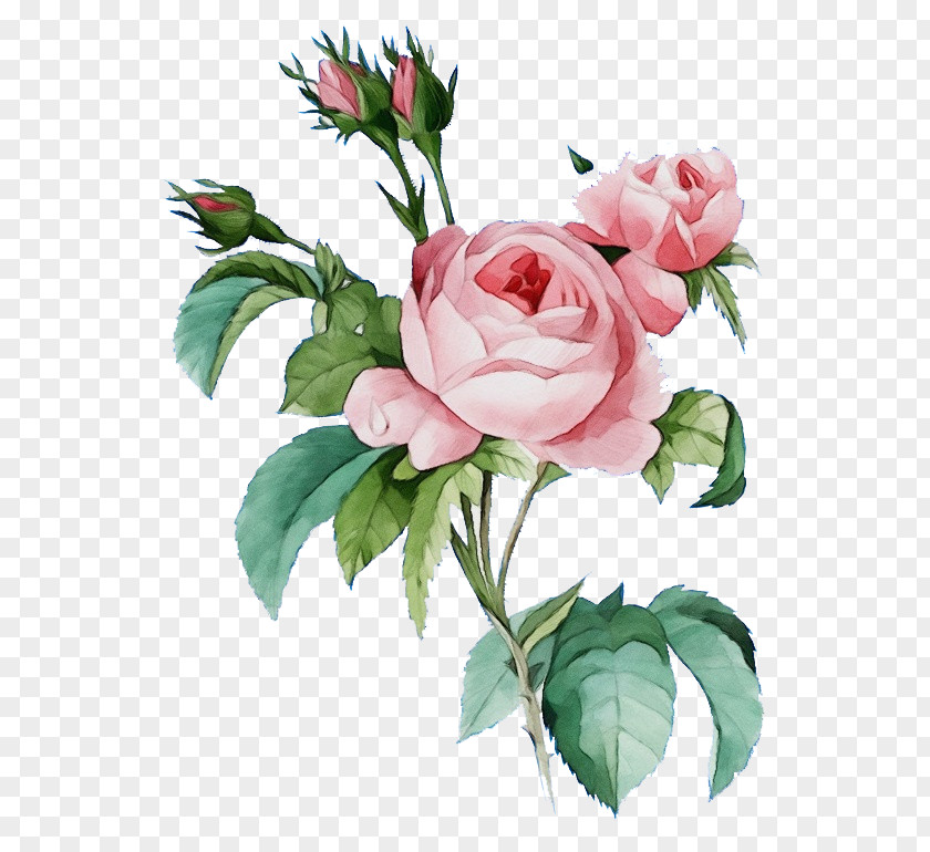 Petal Rose Family Garden Roses PNG