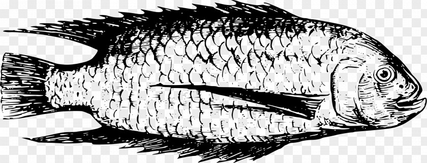 Dead Fish Line Art Drawing PNG