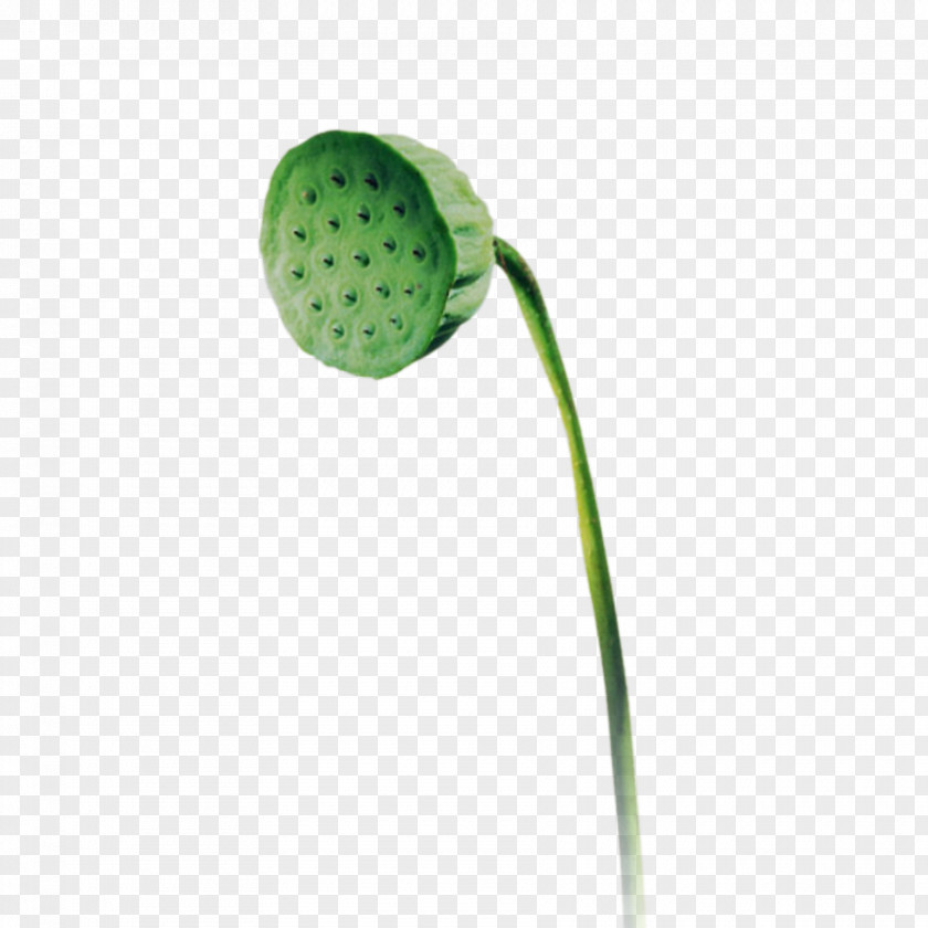 Green Lotus Flower Plant Stem PNG