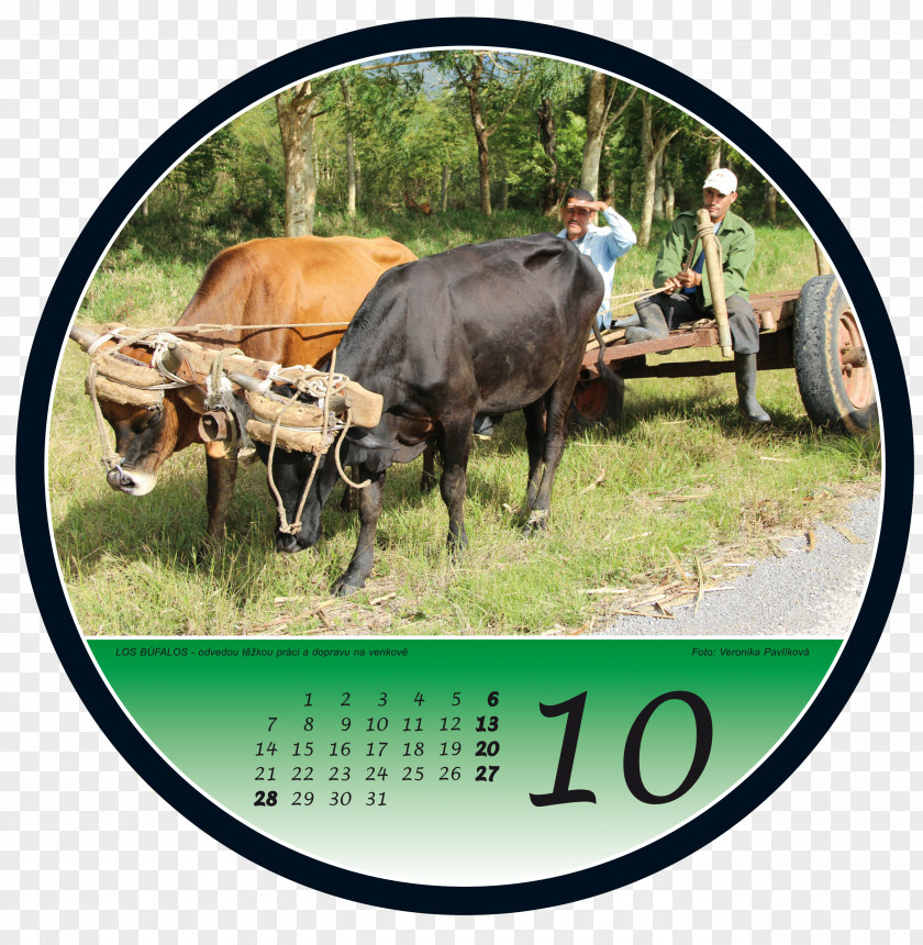 Kuba Cattle Ox Pasture Coupon PNG