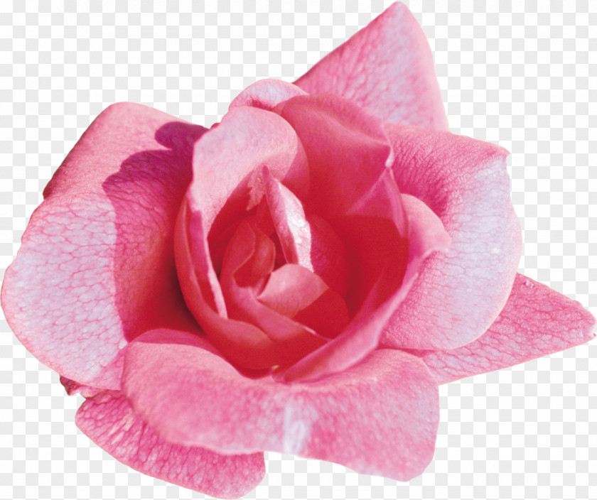 Rose Light Desktop Wallpaper Flower Pink PNG