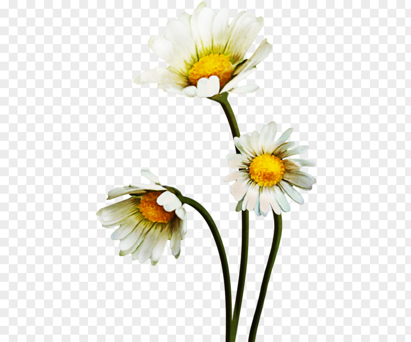 Common Daisy Oxeye Clip Art PNG