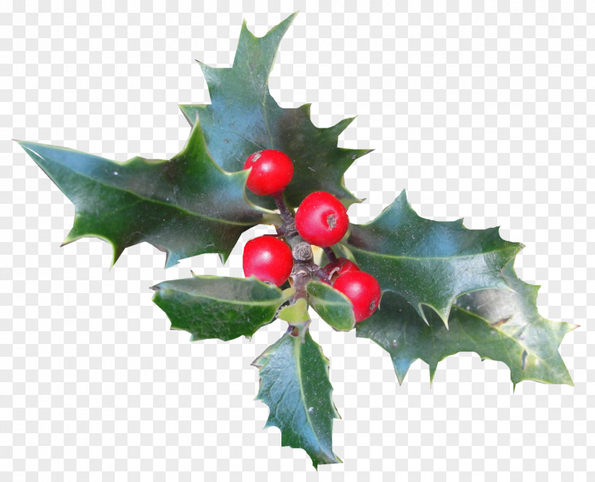 HOLLY Common Holly Aquifoliales Christmas Ilex Crenata Plant PNG