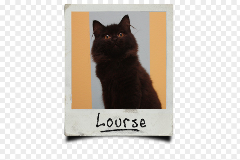 Kitten Black Cat Bombay Domestic Short-haired Whiskers PNG