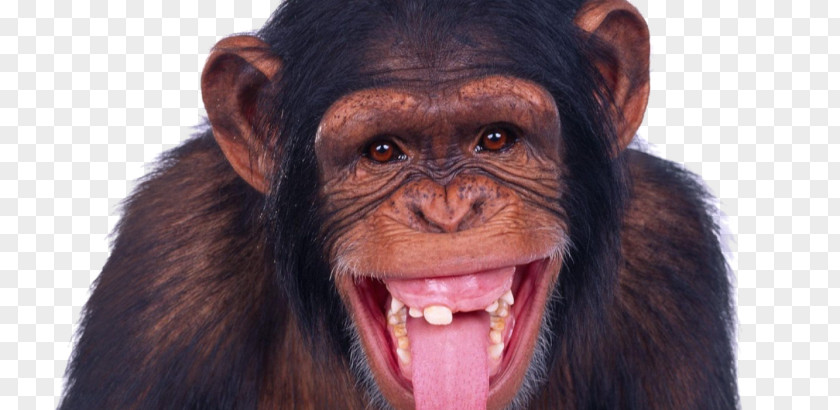 Monkey Chimpanzee Ape PNG