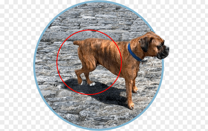 Torn Acl Dog Breed Boxer Black Mouth Cur Snout PNG