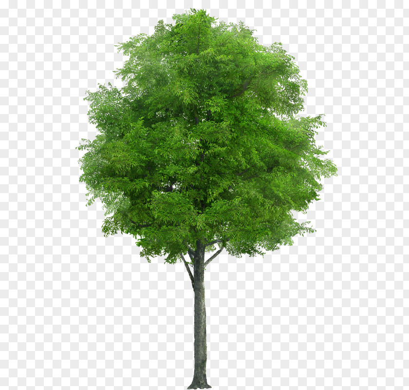 Tree Swingletree Planting Oak Trunk PNG
