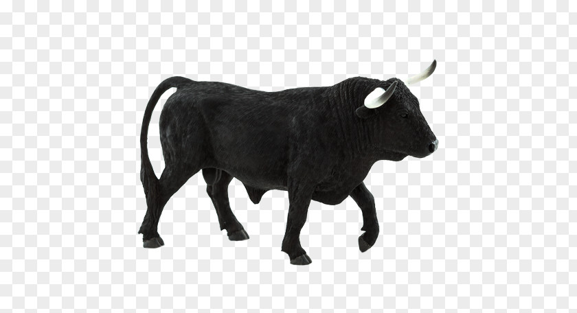 Bull Spanish Fighting English Longhorn Texas Highland Cattle PNG