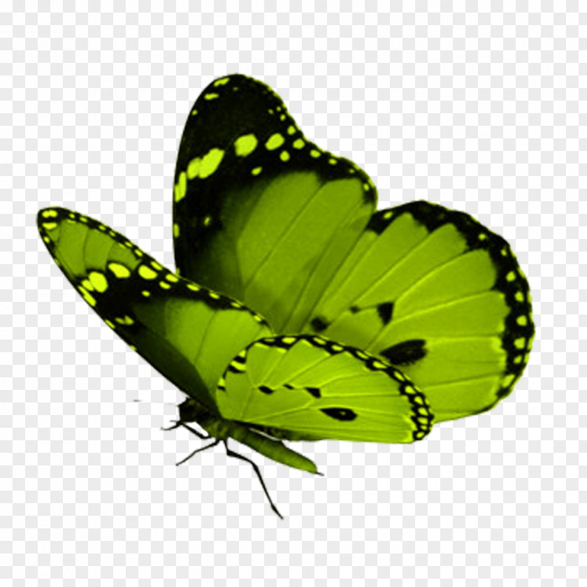 Butterfly Turquoise Clip Art PNG