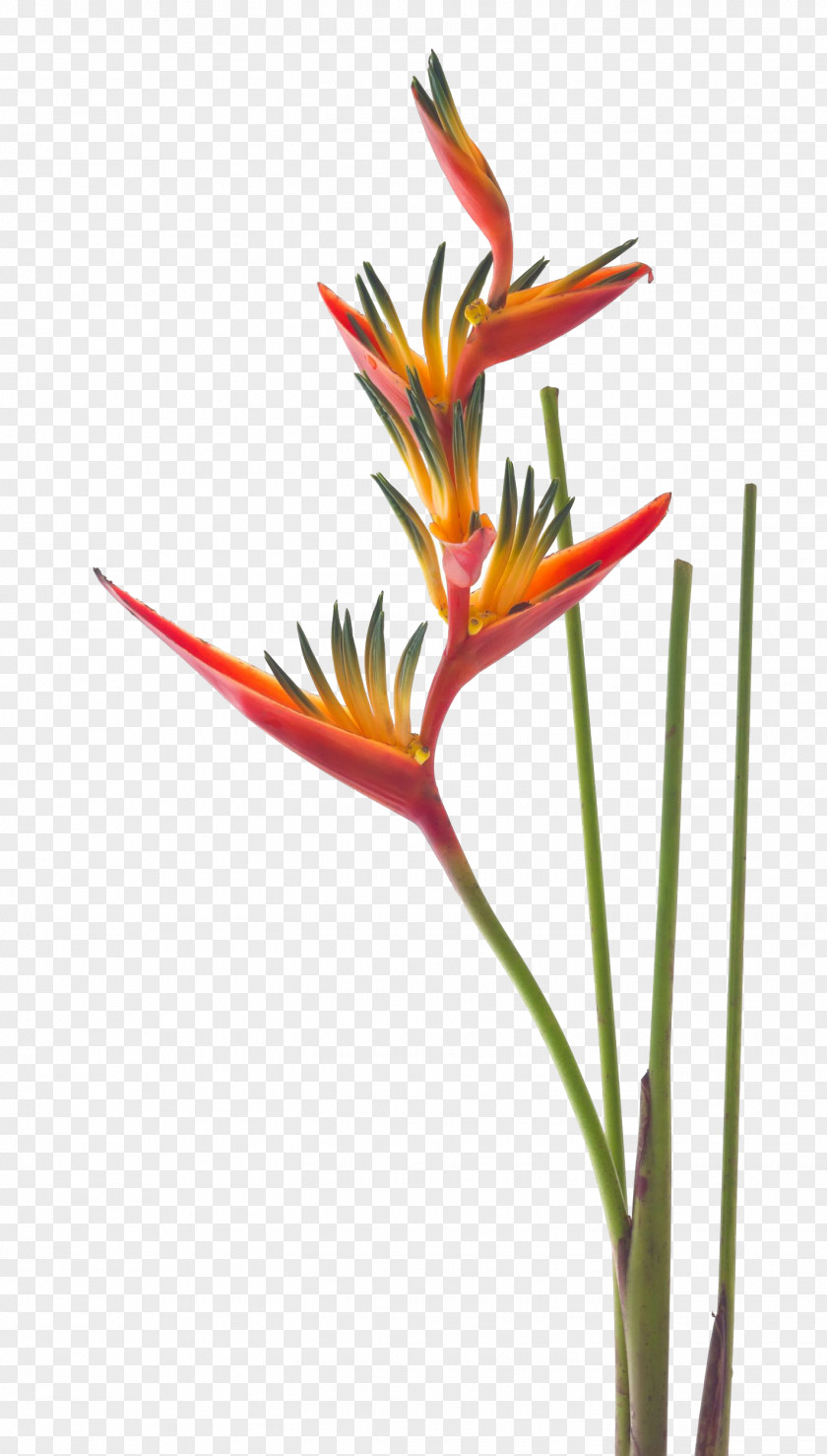 Frangipani Bird-of-paradise Strelitzia Reginae Nicolai Flower PNG