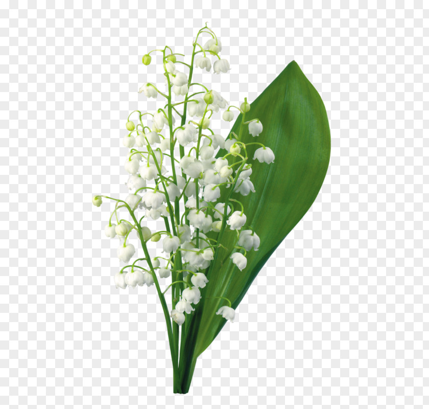 Lily Of The Valley Flower 1 May PNG