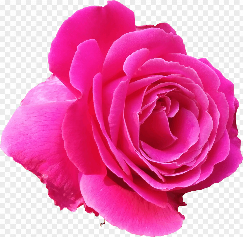 Pink Rosa Flower Blue Rose Clip Art PNG