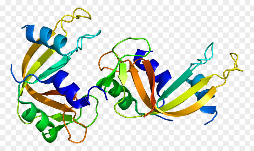 Ribonuclease Bovine Pancreatic RNASE1 P PNG