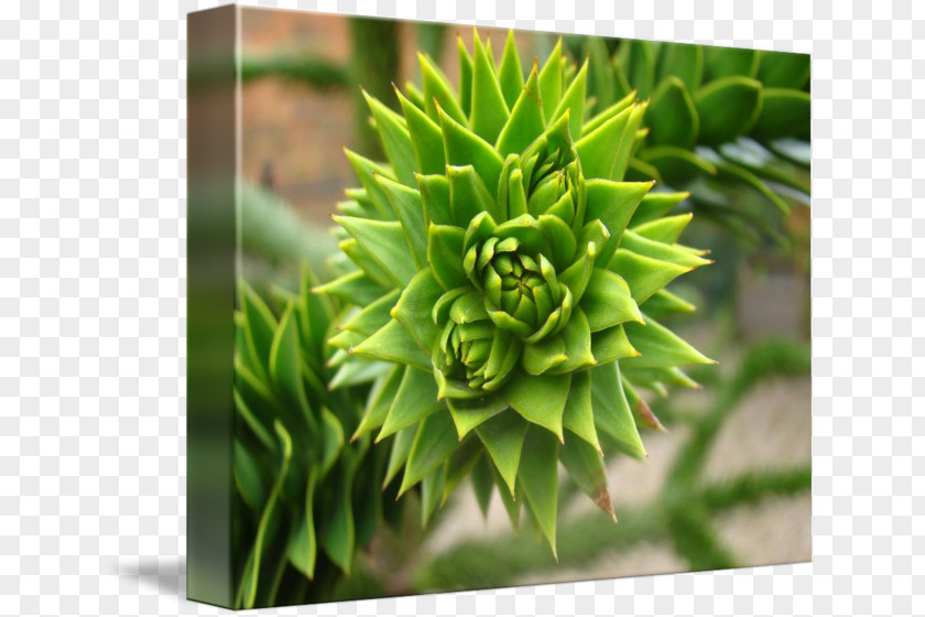 Succulent Border Tree Plant Flower PNG