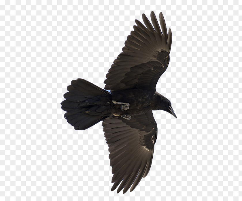 Bird Common Raven Odin Huginn And Muninn PNG